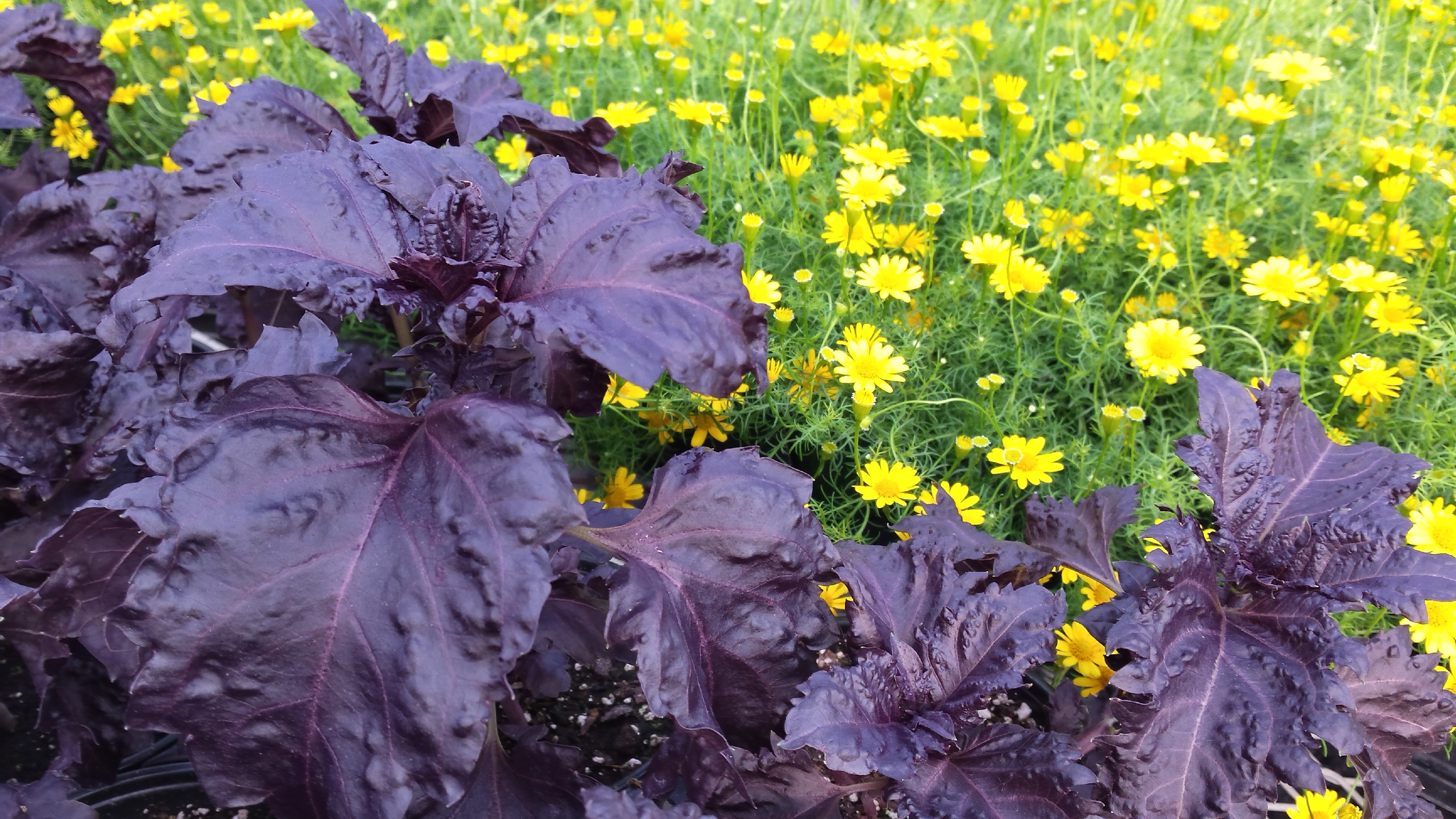 May 25 Update – KGS Plants, INC