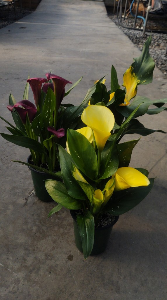 Quart Callas
