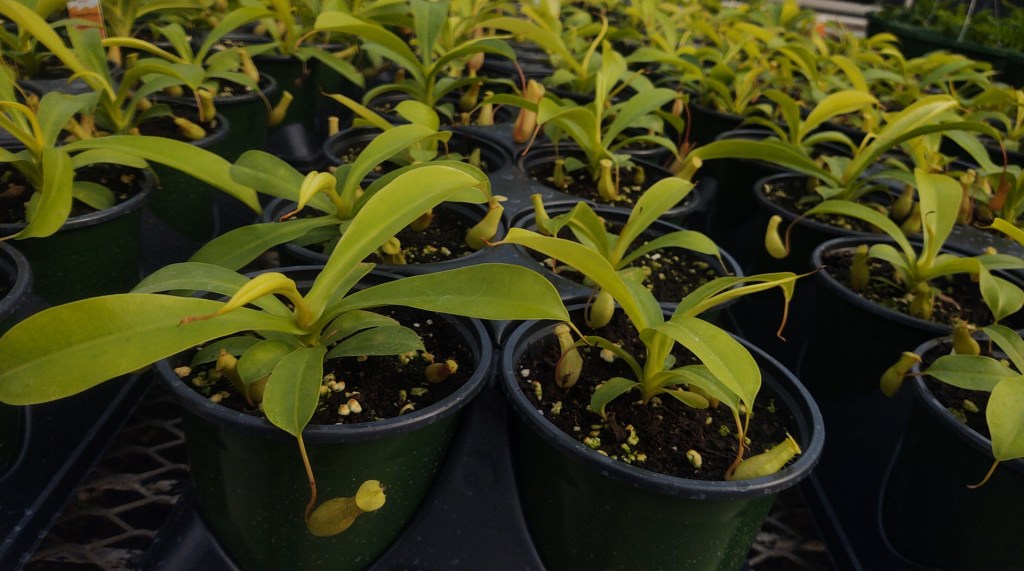 Baby Pitcher Plants!